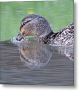 Mallard Female Metal Print