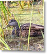Mallard Hen In Swampy Area - Fort Macon State Park Metal Print