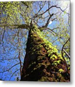 Mammoth Sycamore Metal Print