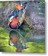 Mandarin Duck Metal Print