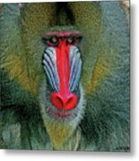 Mandrill Baboon Cps Metal Print