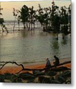 Mangrove Landscape Metal Print