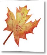 Maple Leaf Metal Print
