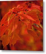 Maple Leaves I Metal Print