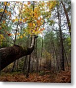 Maple Tree With Yellow Leaves In Autumn In A Forest . Troodos Cyprus Metal Print