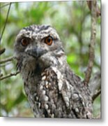 Marbled Frogmouth Stare Metal Print