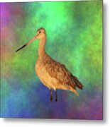 Marbled Godwit Metal Print