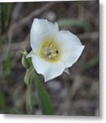 Mariposa Lily 3 Metal Print