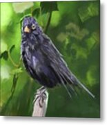 Marle Aka Scottish Blackbird Metal Print