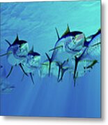 Marlin After Yellowfin Tuna School Metal Print