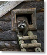 Masked Bandit Metal Print