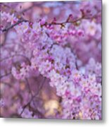 Matsuo Blossoms Metal Print