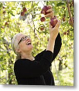Mature Woman Picking Up Apples In Orchard. Metal Print