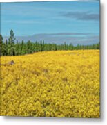 Meadow Of Yellow Wildflowers Metal Print