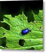 Metallic Blue Leaf Beetle On Green Leaf With Holes Metal Print