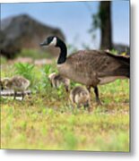 Momma Goose And The Babies Metal Print