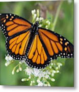 Monarch Butterfly At Circle B Bar Preserve In Lakeland Florida Metal Print
