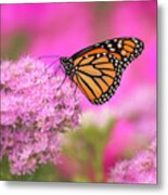 Monarch Butterfly On Pink Sedum Flowers Metal Print