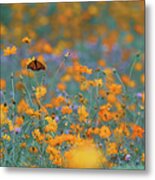 Monarch In Pollinator Meadow Bu10666 Metal Print