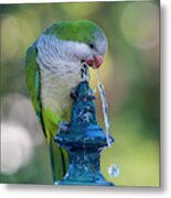 Monk Parakeet Driking Water From Iron Fountain Blurred Background Cadiz Metal Print