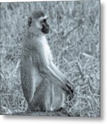Monkey Business In Tanzania Metal Print