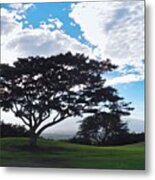 Monkeypod Tree In Maui Metal Print