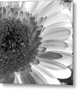 Monochrome Daisy Metal Print