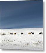 Montana Wild Horses Crossing In Winter Metal Print