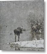 Moose And Mallard Metal Print