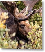 Moose Bull Through The Willows Metal Print