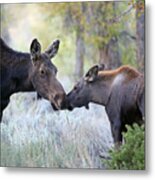 Moose Cow And Calf Three Metal Print