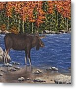 Moose Crossing Metal Print