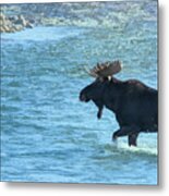 Moose Crossing The Gros Ventre River Metal Print