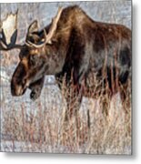 Moose In The Willows, Grand Tetons Metal Print