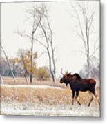Moosing Around -  Bull Moose Wandering Through Nd Snow Dusted Autumn Prairie Scene In Nd Metal Print