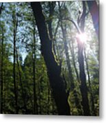 Morning In The Forest Metal Print