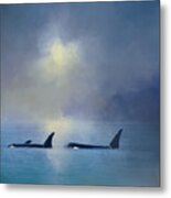 Morning Orca Swim Metal Print