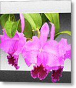 Morning Orchids Metal Print
