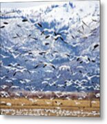 Morning Snow Metal Print