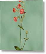 Morocco Catchfly Flower On Misty Green With Dry Brush Effect Metal Print