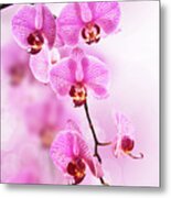 Moth Orchid On Pink Background Metal Print