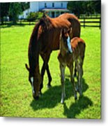 Mother And Foal Metal Print