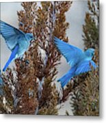 Mountain Bluebird 3 Metal Print