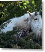Mountain Goat Above It All Metal Print