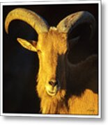 Mountain Goat Metal Print