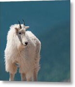 Mountain Goat Metal Print