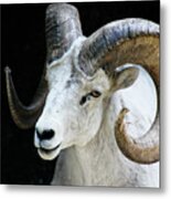 Mountain Goat Metal Print