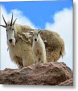 Mountain Goats Metal Print