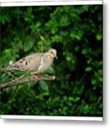 Mourning Dove Metal Print
