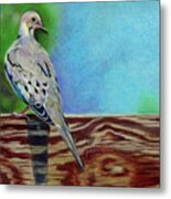 Mourning Dove Metal Print